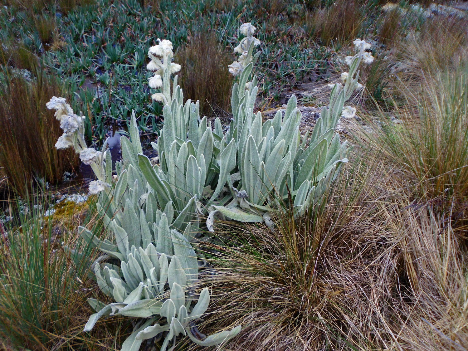 Other flowers at 4600 meters sea-level